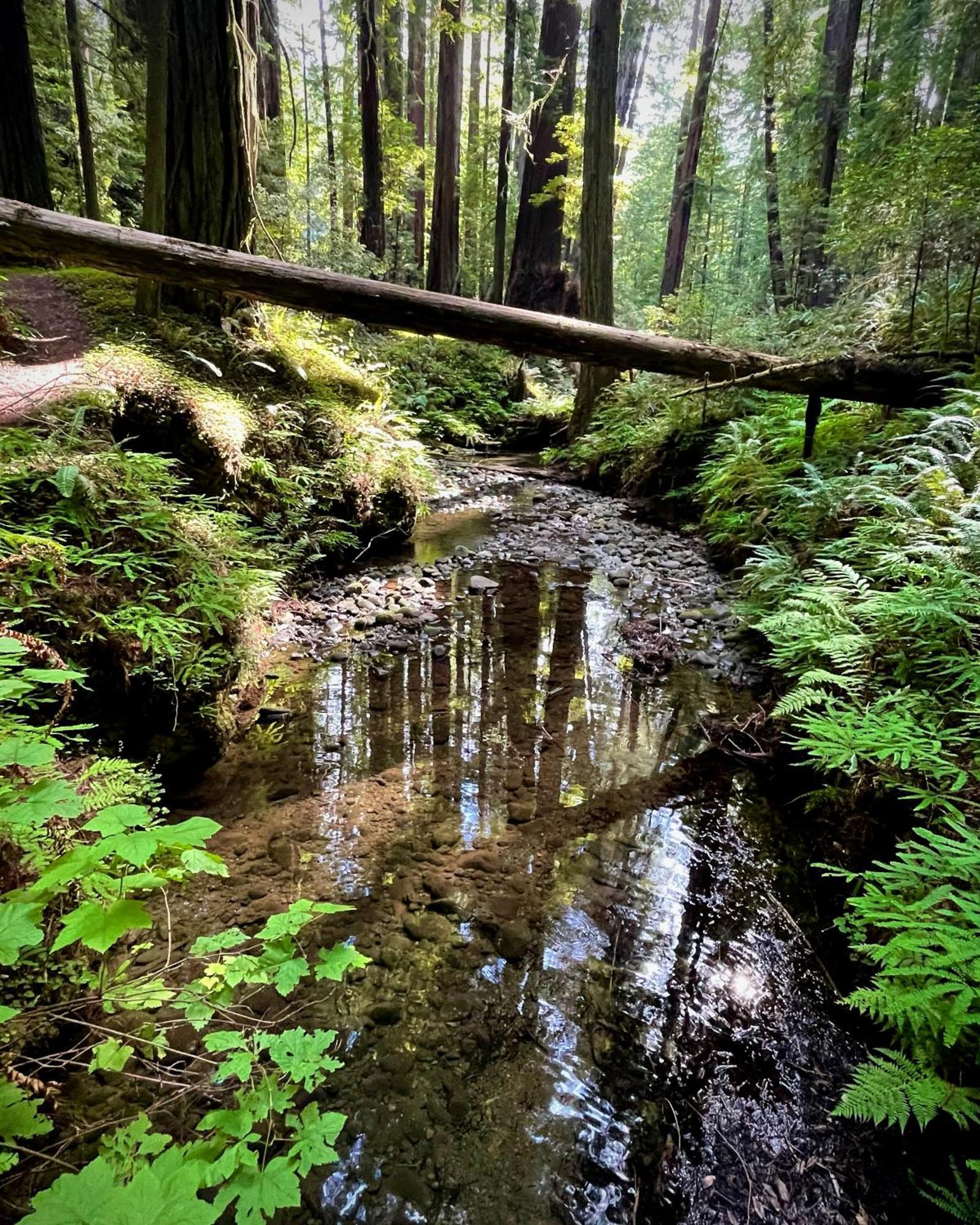 Avenue Of The Giants Caraway Cottage Miranda Eksteriør bilde