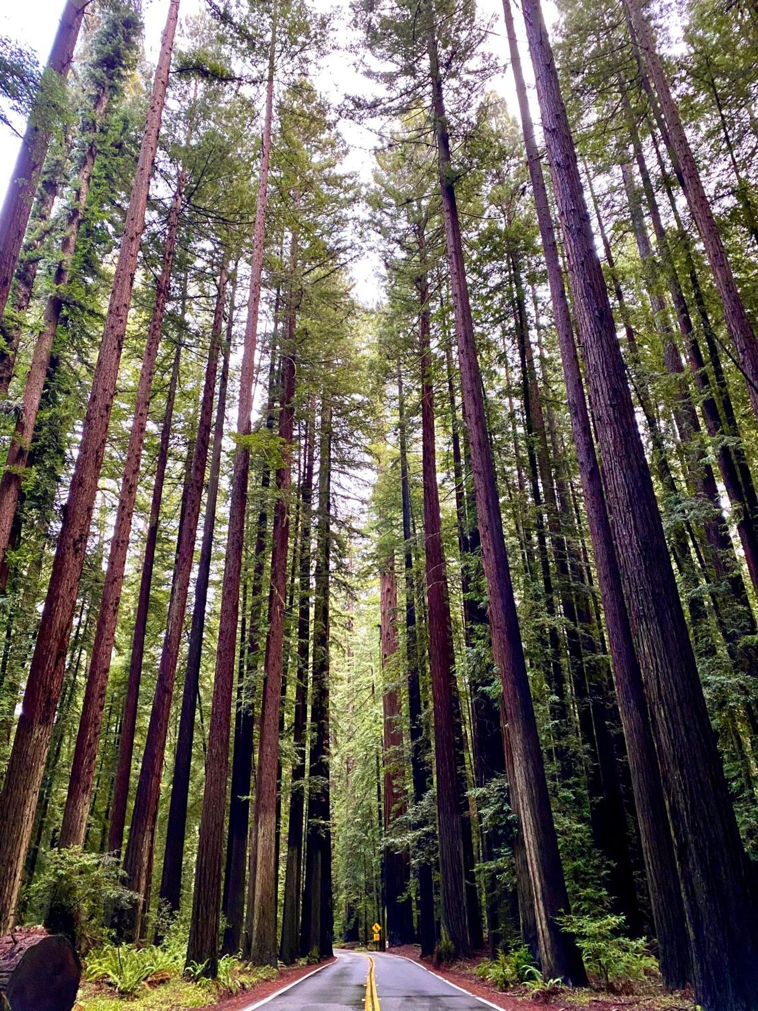 Avenue Of The Giants Caraway Cottage Miranda Eksteriør bilde